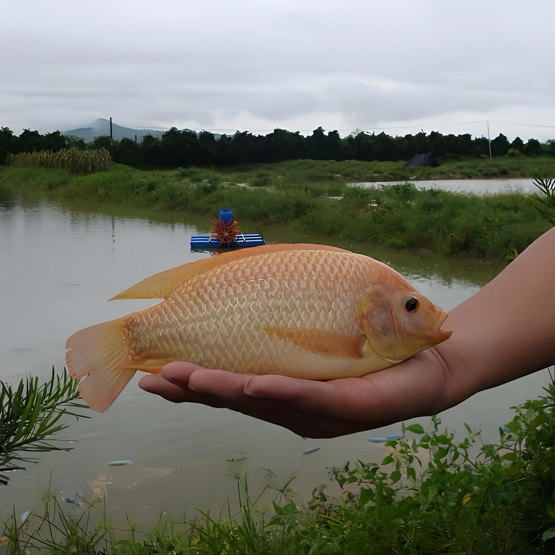 彩虹鲷 红鲷  豹纹红罗非鱼养鱼水族观赏活体包邮包活