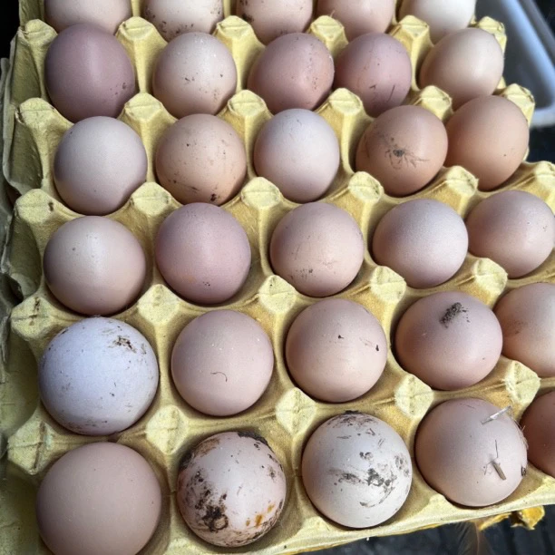 固始农家乡户土鸡蛋（100个顺丰包邮）