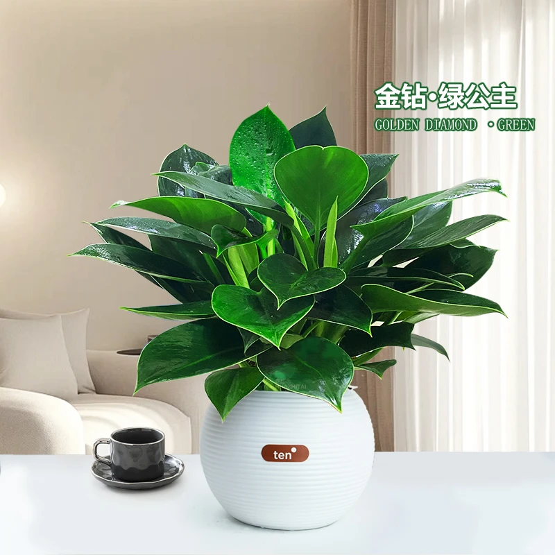 【大叶金钻蔓绿绒】室内桌面绿植盆栽好养护配盆花卉观叶美观植物