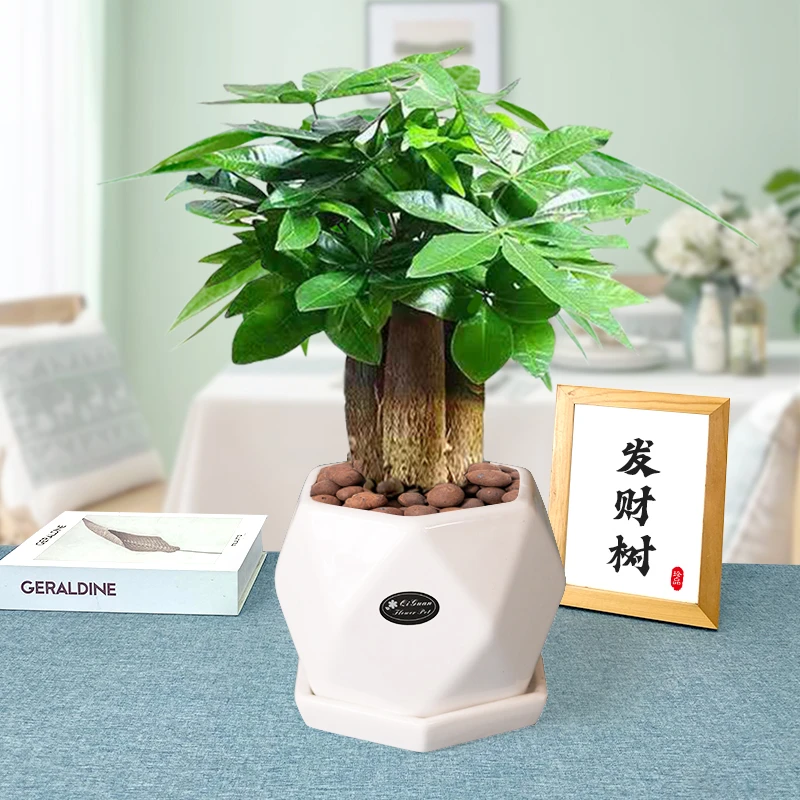 花知态发财树陶瓷盆栽室内办公桌面生长绿植好养耐旱鲜活季节美化