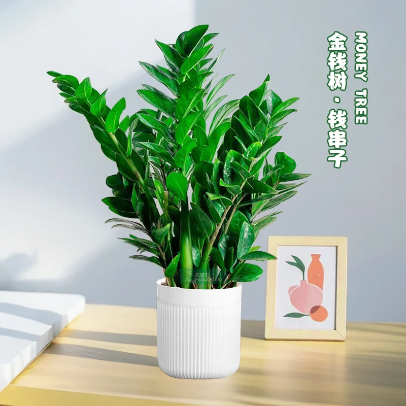 【金钱树】摇钱树钱串子绿植室内客厅盆栽耐旱植物四季常青