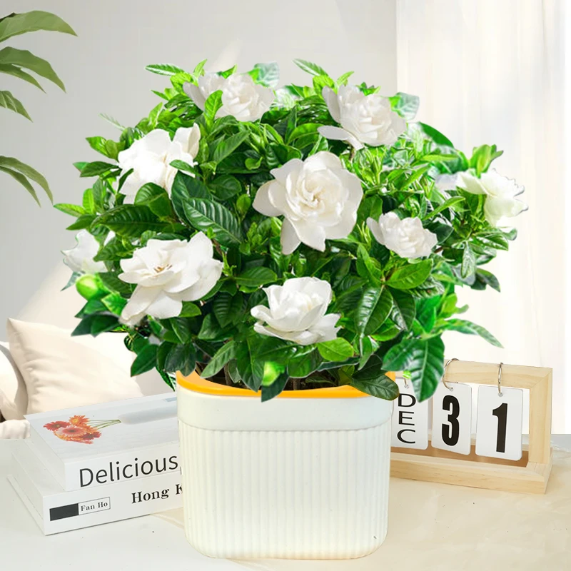 【栀子花】盆栽花卉植物带花苞内外阳台绿植浓香型四季好养美化清新