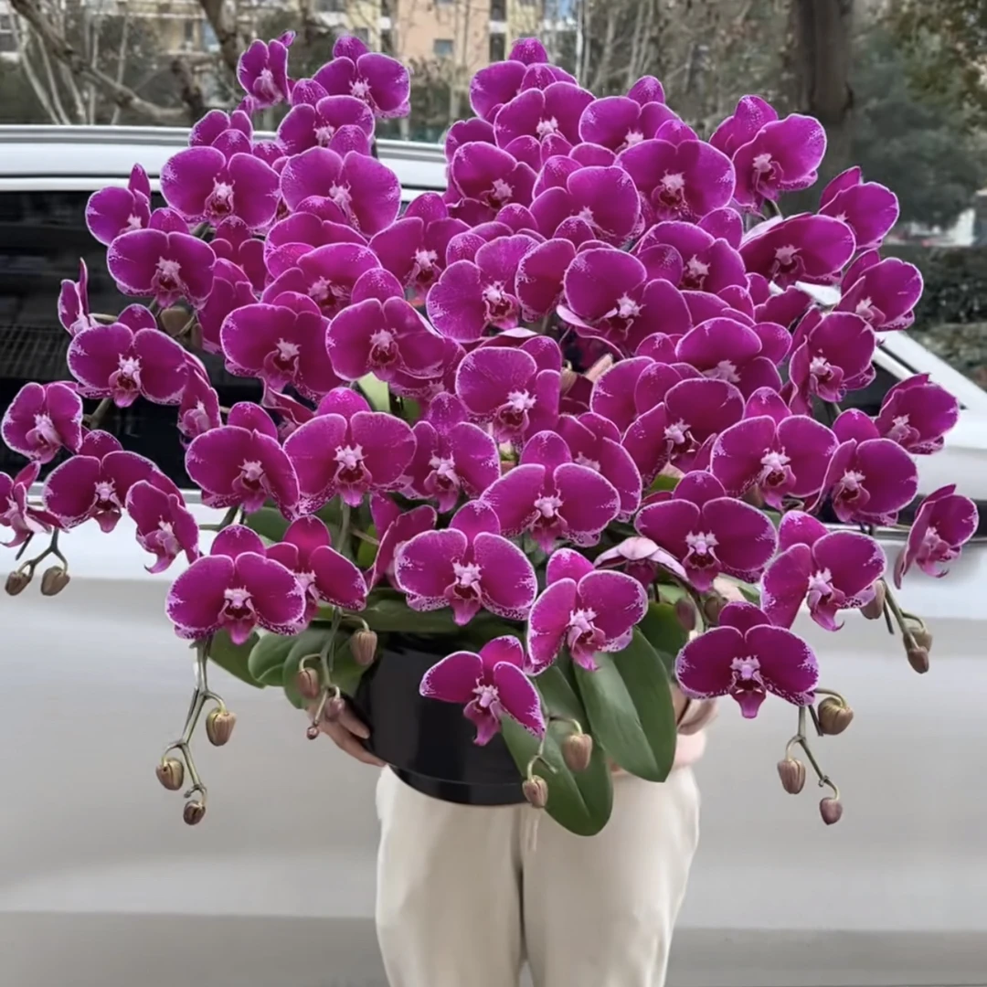 蝴蝶兰(大财主)3.5寸杯带花剑抽梗苗年宵花