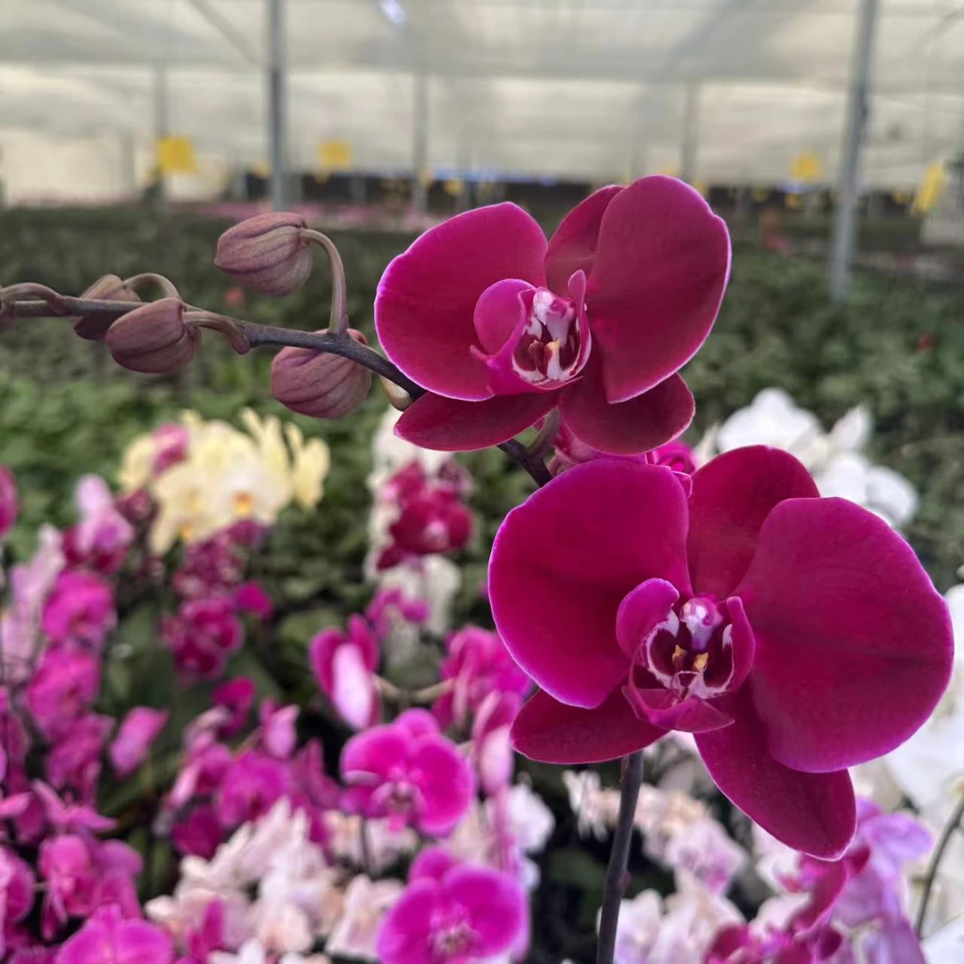 蝴蝶兰（牛记黑脸）2.8寸带花剑无花苞