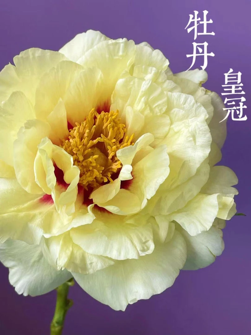 成林牡丹 皇冠 黄色系牡丹品种香气高级