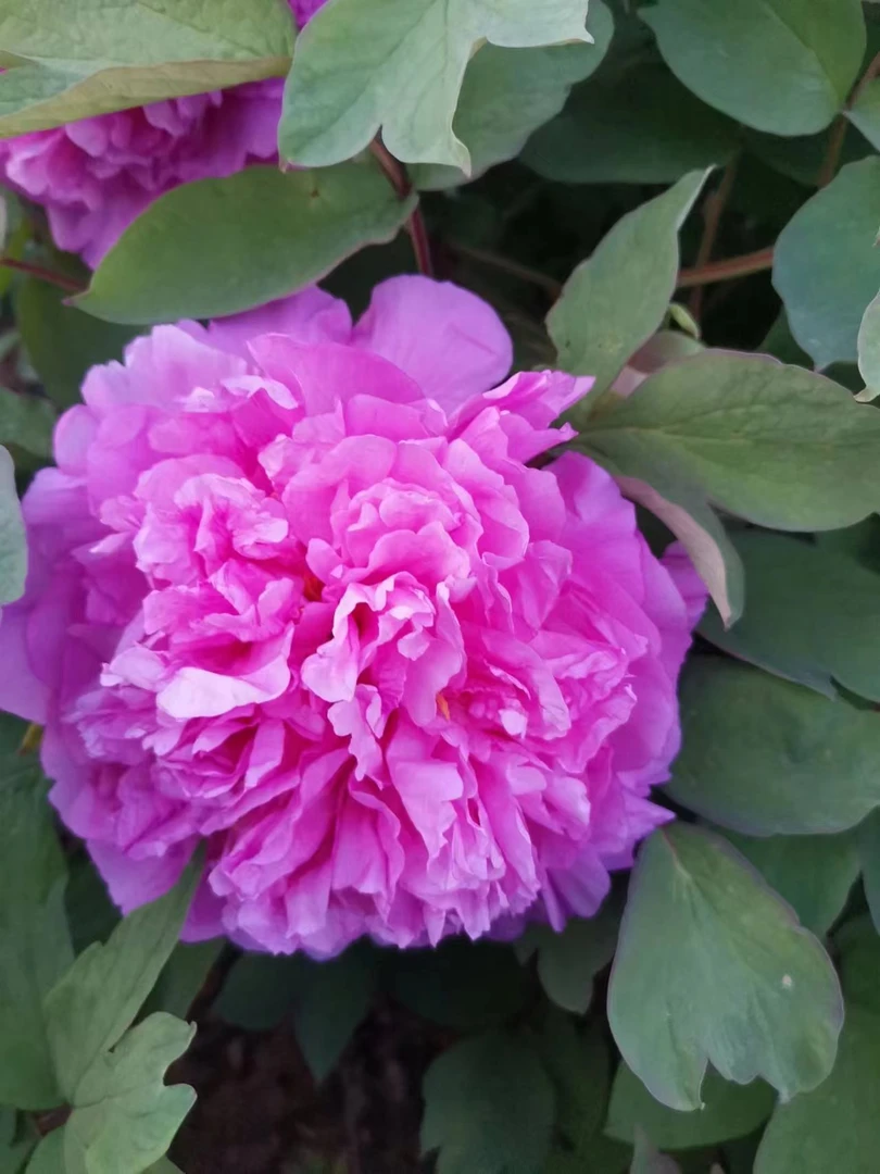 成林牡丹 彩绘   蓝色系牡丹 开花粉蓝色