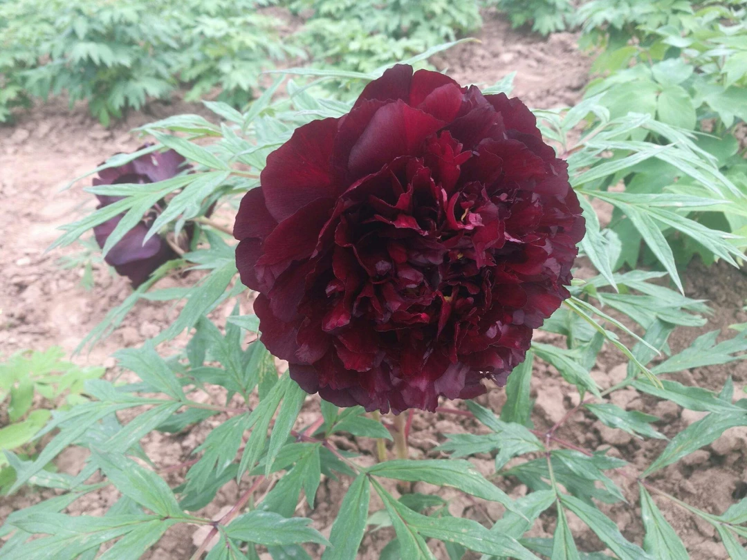 成林牡丹 黑豹 进口黑色系品种牡丹