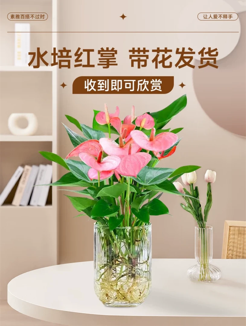 水培植物粉掌盆栽花卉植物室内花办公室桌面四季开花好养红掌绿植