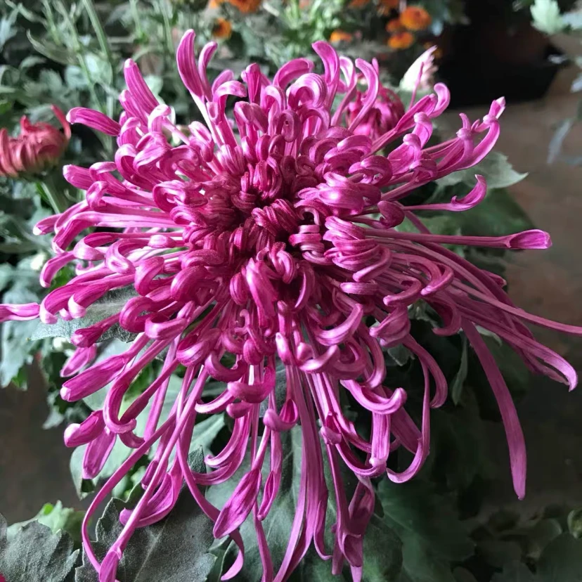 紫千丝 丝菊大花耐寒露天