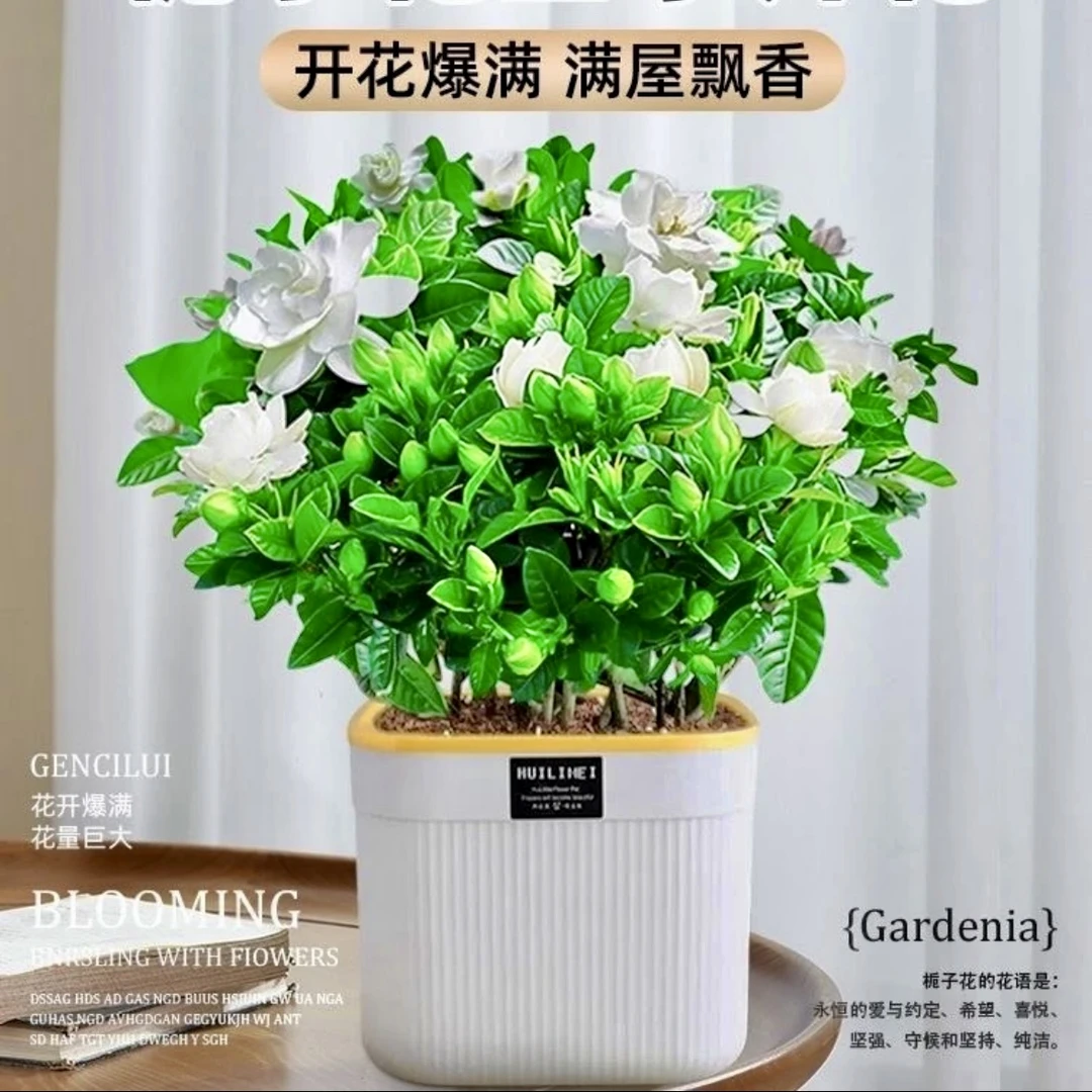 浓香型栀子花水培盆栽花卉植物室内带花苞阳台绿植四季好养