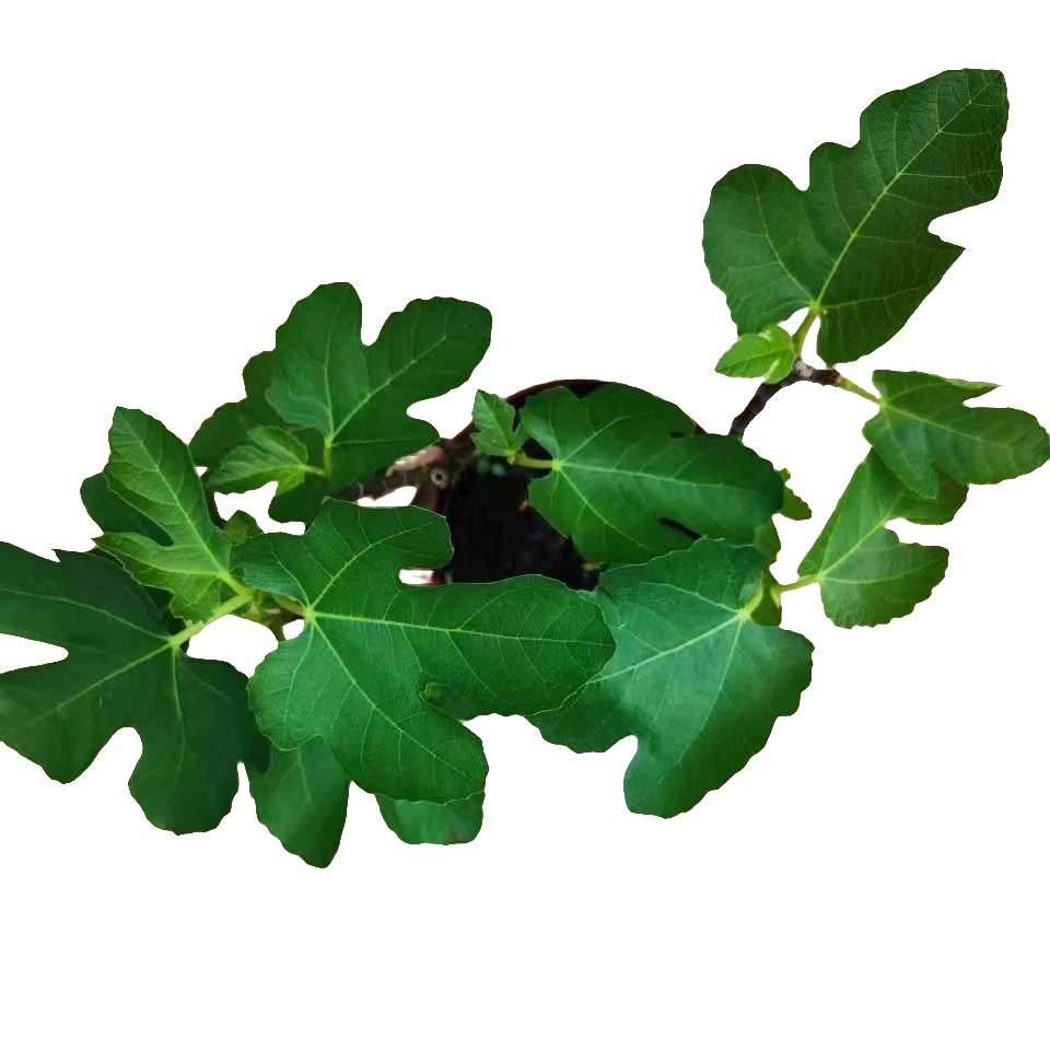 无花果树苗地栽盆栽南北方种植波姬红心无花果基地批发