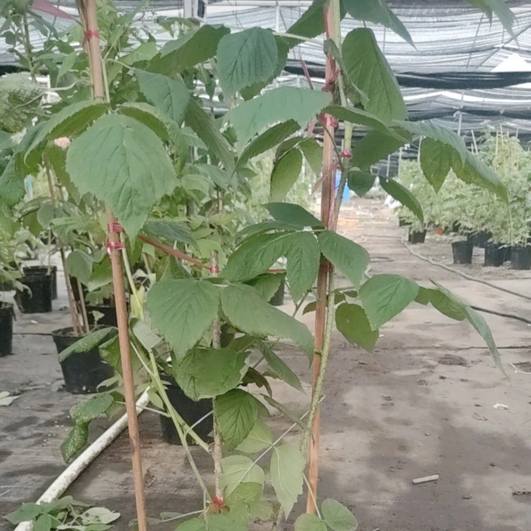 广东红树莓盆栽带盆发货基地直发