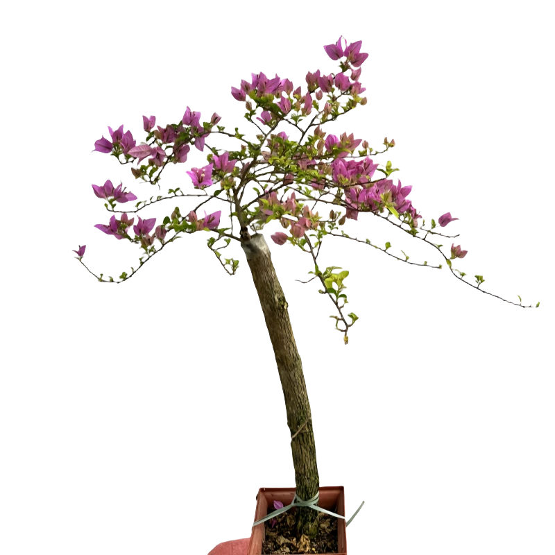 {直播间待改价}三角梅花粉天使勤花少女心九月日落丽人五宝阿达娜