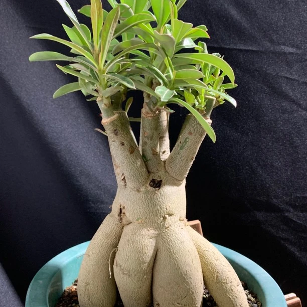 老爸的沙漠玫瑰嫁接重瓣纯色多色花卉绿植盆栽爆花怪根盆景园艺