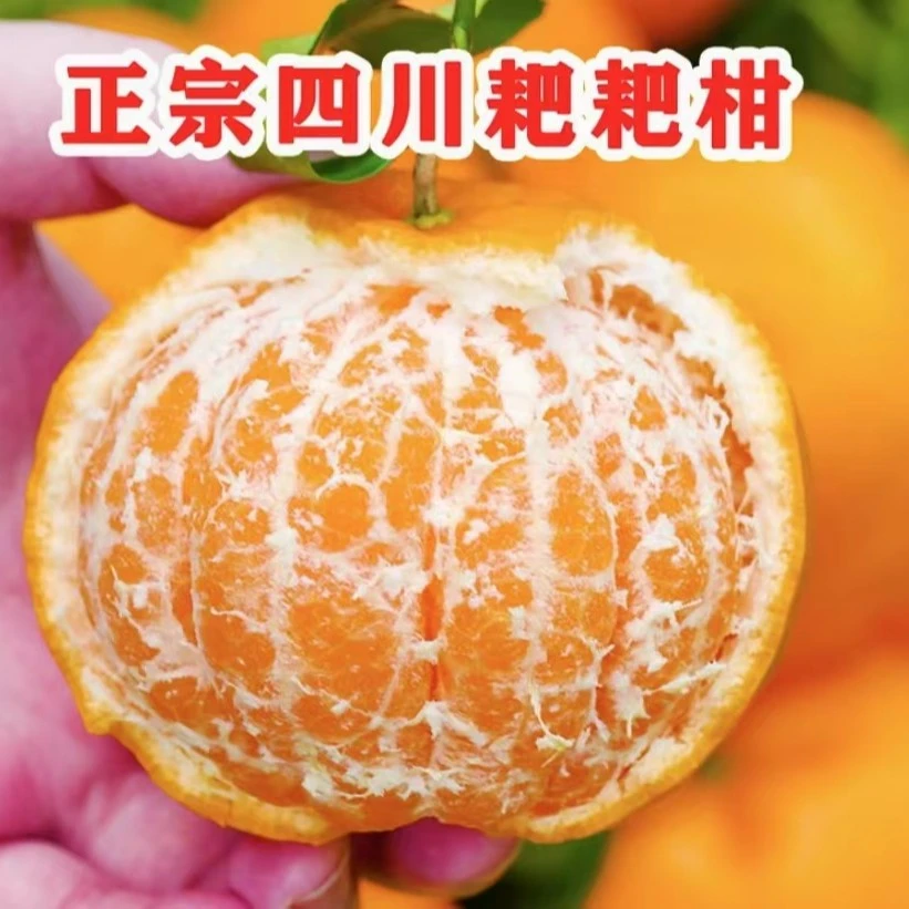 【阿龙专属】四川春见耙耙柑5/8/9斤爆汁清甜爽口新鲜采摘多汁