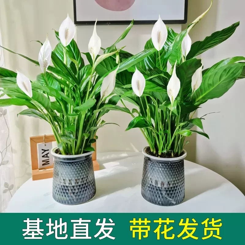 白掌一帆风顺盆栽水培植物办公室绿植红掌四季开花好养带花苞