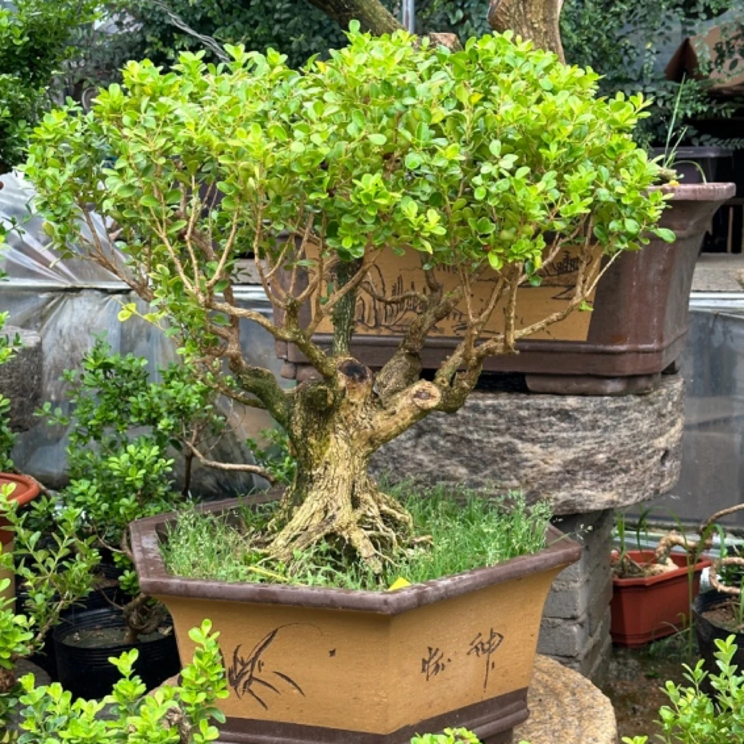 黄杨盆景老桩盆栽迎客松庭院造型绿植盆栽室内室外阳台花卉