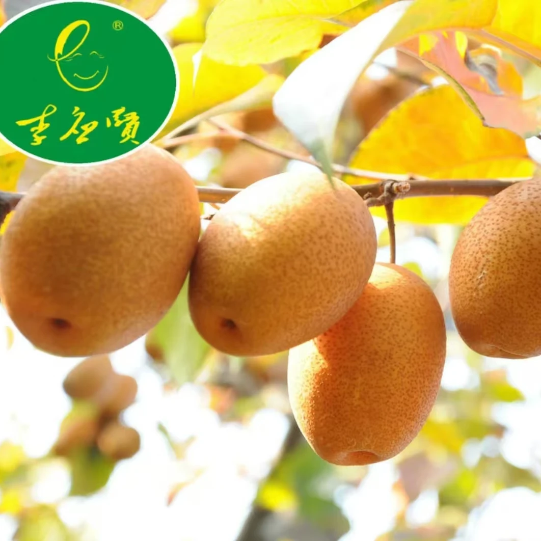 李应贤金珠沙梨酸甜适口精选新鲜水果适合蒸煮秋冬
