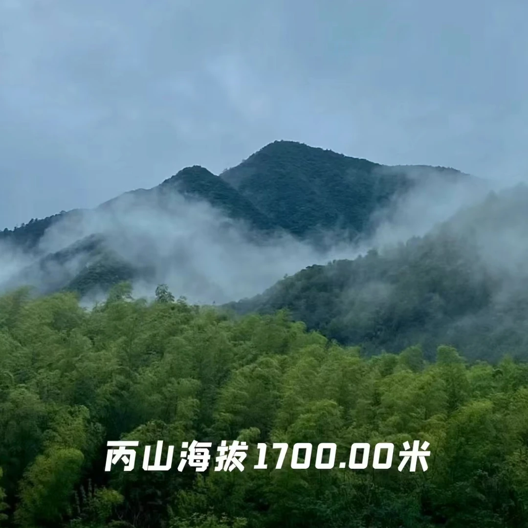 2023年临沧大丙山特大古树普洱生茶散茶250克 拍1发2