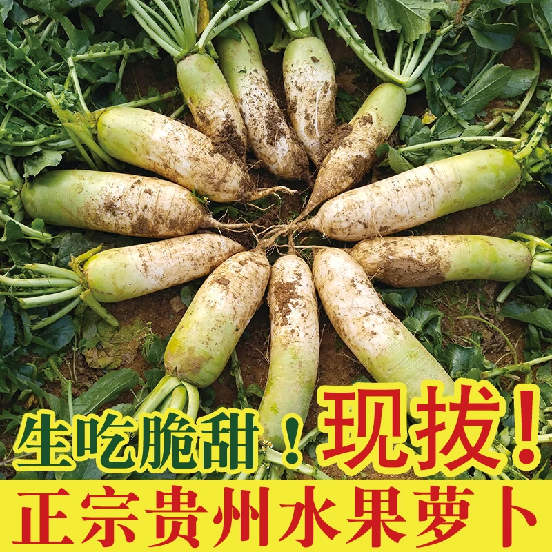 贵州正宗水果萝卜生吃脆甜型青萝卜新鲜绿色即食蔬菜当季现拔现发
