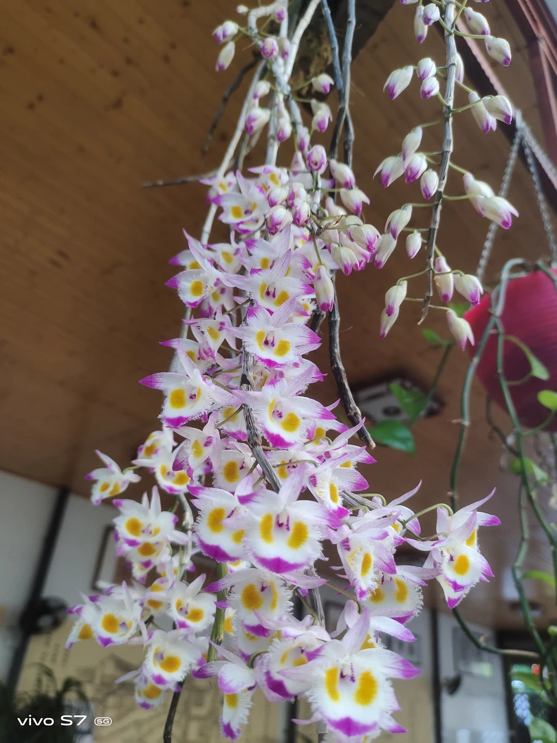 紫皮石斛，黑毛石斛，球花石斛