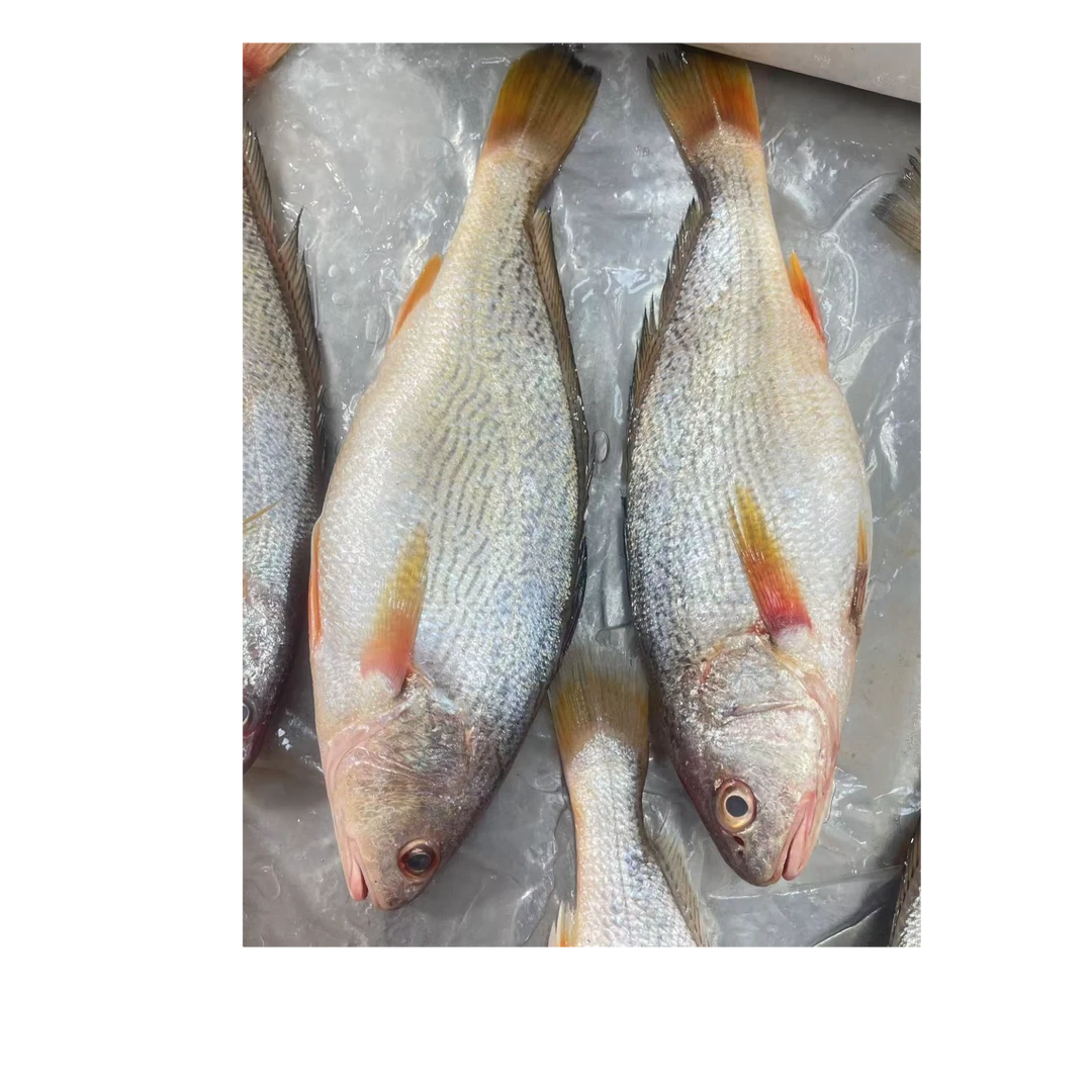 （海钓管家水产）新鲜东海海钓黄三