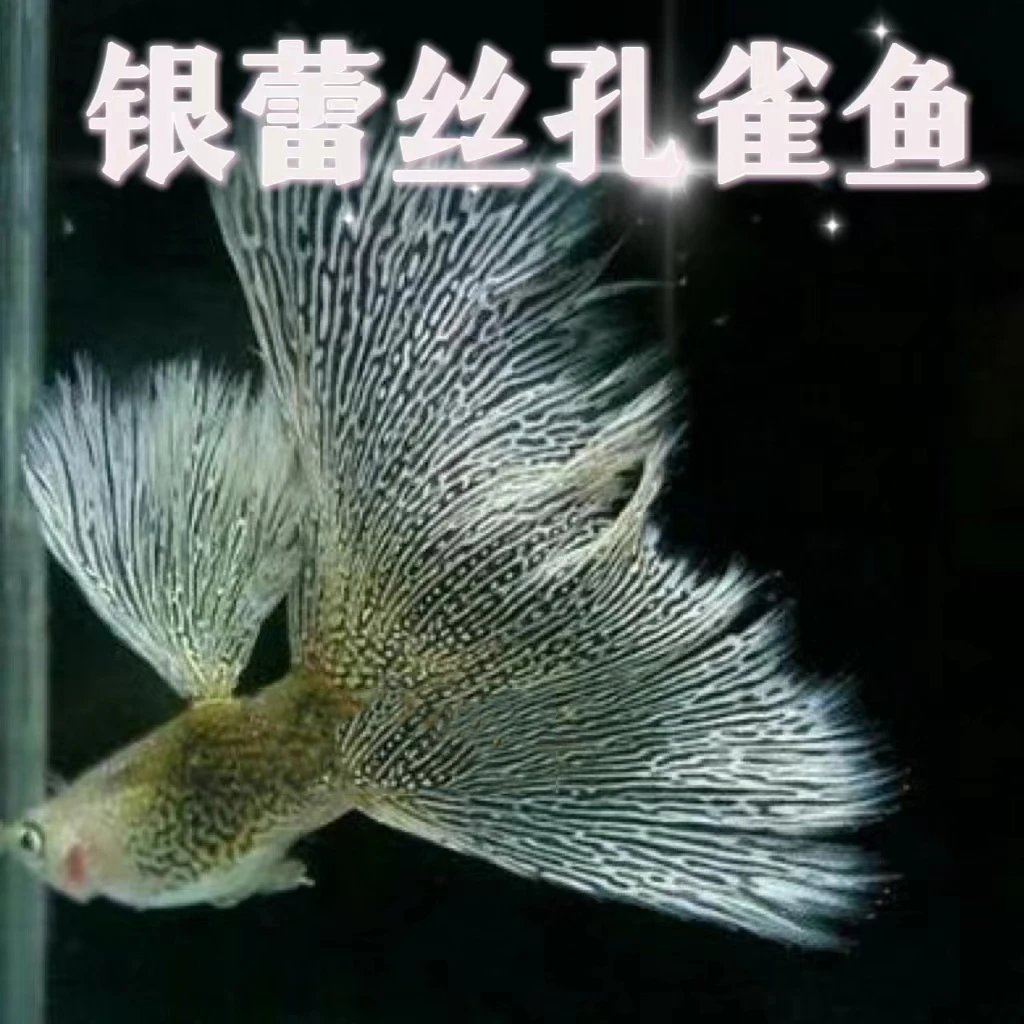 银蕾丝孔雀鱼（包邮）（死鱼请联系客服）