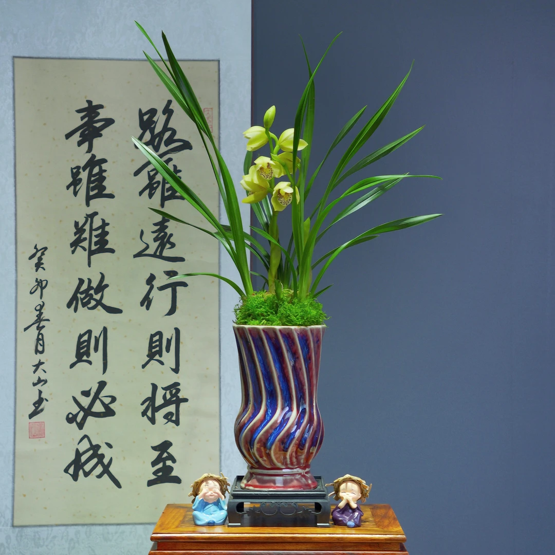 兰花[金凤凰]带朱砂红陶瓷盆种好适合新手好养易活