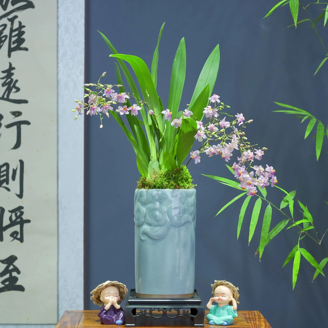 兰花[文心兰]带花苞浓香型带陶瓷盆种好勤花勤芽好养易活