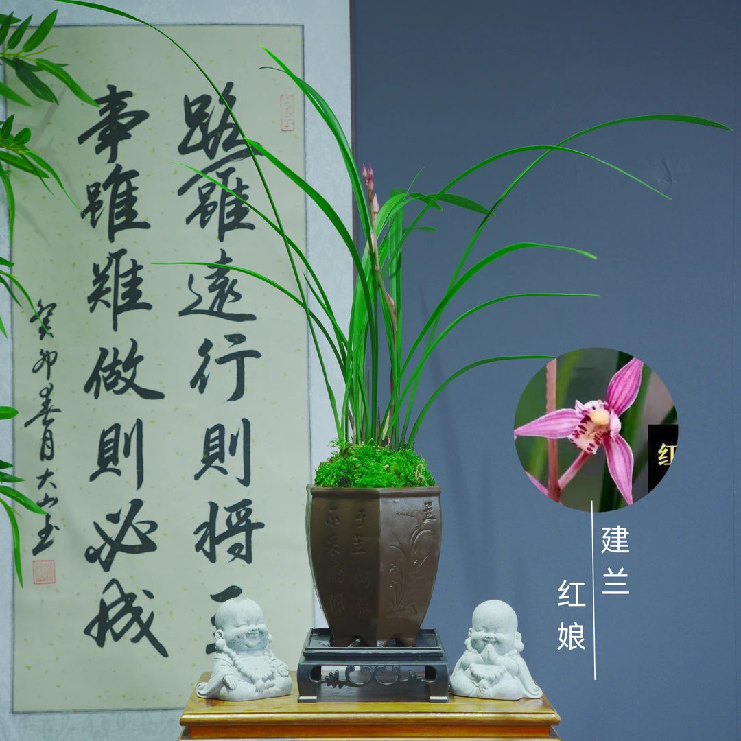 建兰【红娘】带六边兰陶瓷盆种好适合新手好养易活
