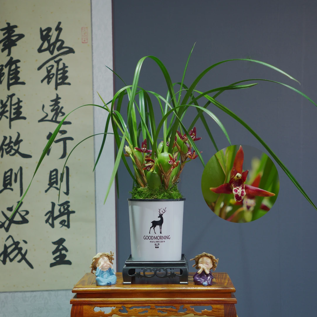 咖啡兰带水培盆种好适合新手好养易活