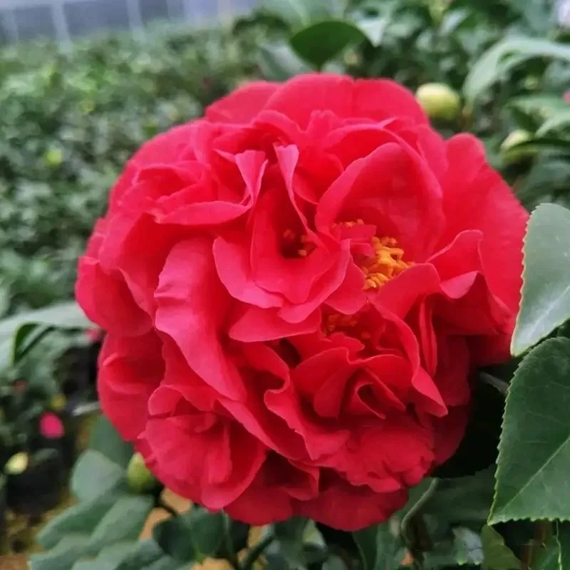 山茶花三年苗带花苞带陶瓷盆开花浓香茶花树苗室内庭院四季好养活