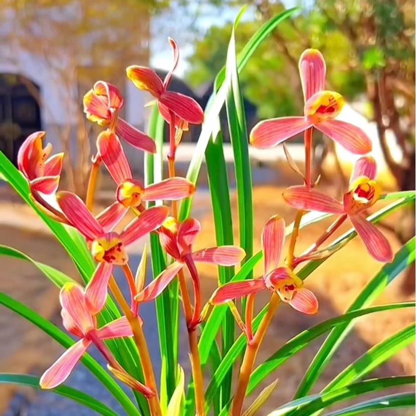 兰花正品建兰红梅高端名品开花浓香好养室内绿植花卉盆栽