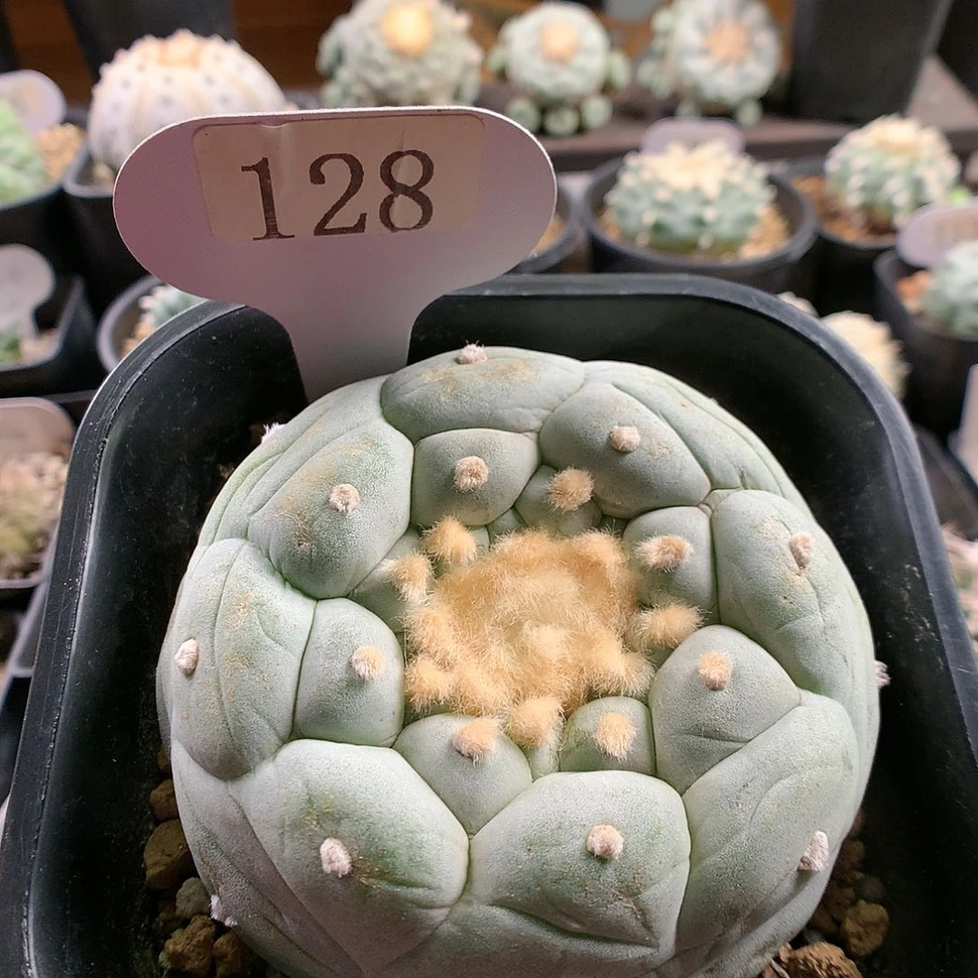 128號 仙人球 自根 大U 8cm左右 微瑕疵特价