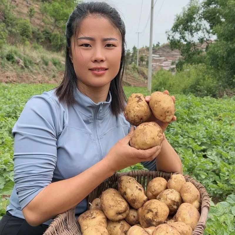 贵州威宁本地黄心洋芋（老品种黄心洋芋·）9斤装