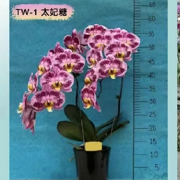 处理/花后苗《太妃糖》2.8寸杯蝴蝶兰