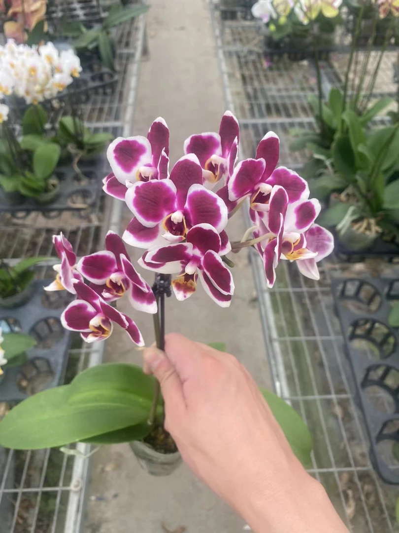 花后苗-不带花《21038》2.8寸杯蝴蝶兰