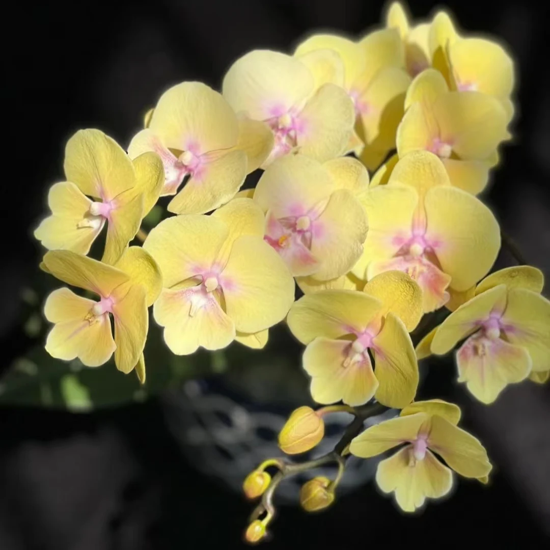 带剑《中伦黄花大唇》2.8寸蝴蝶兰【根不多】【任意两颗包邮发货】