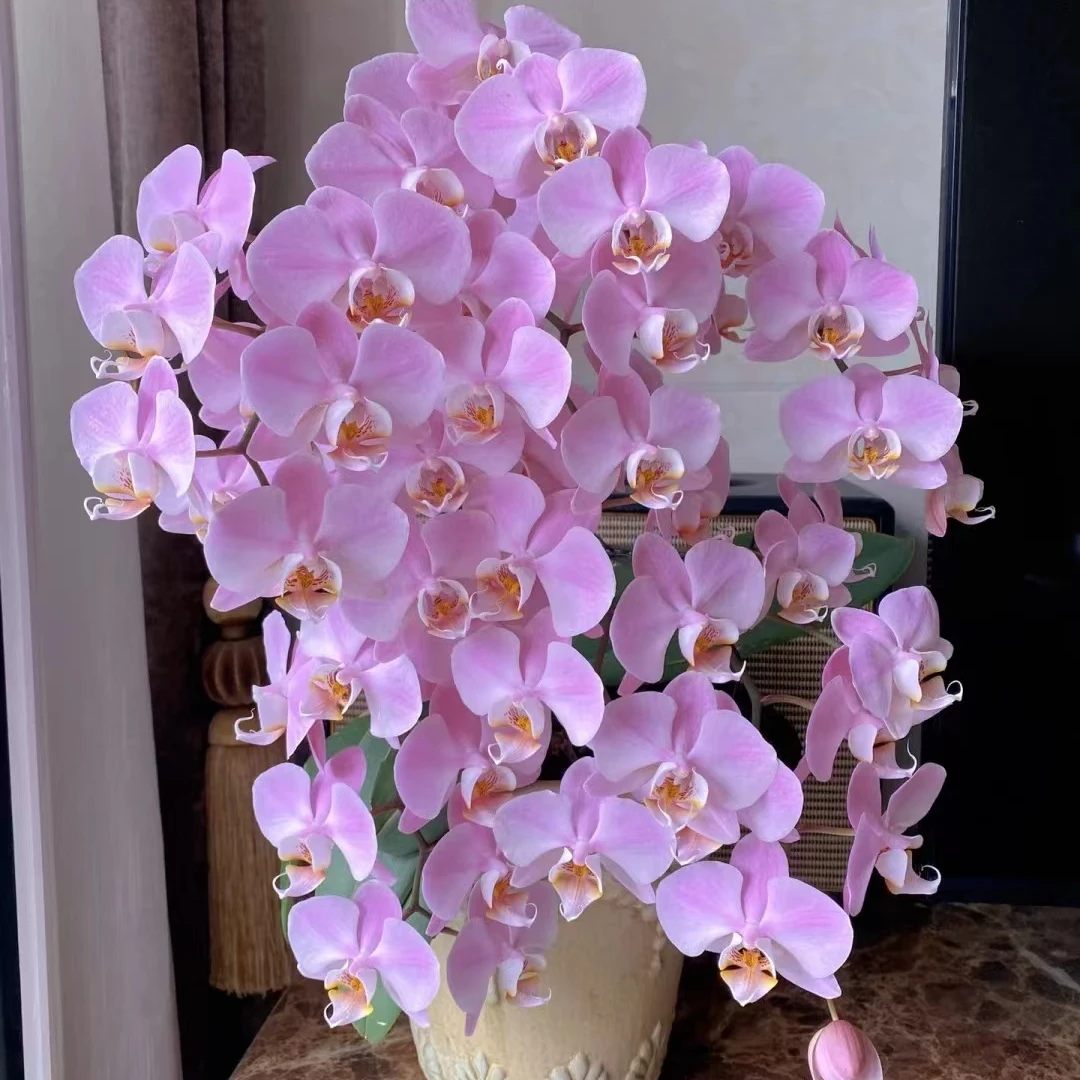 带花剑《密尔沃基》3.5寸杯蝴蝶兰