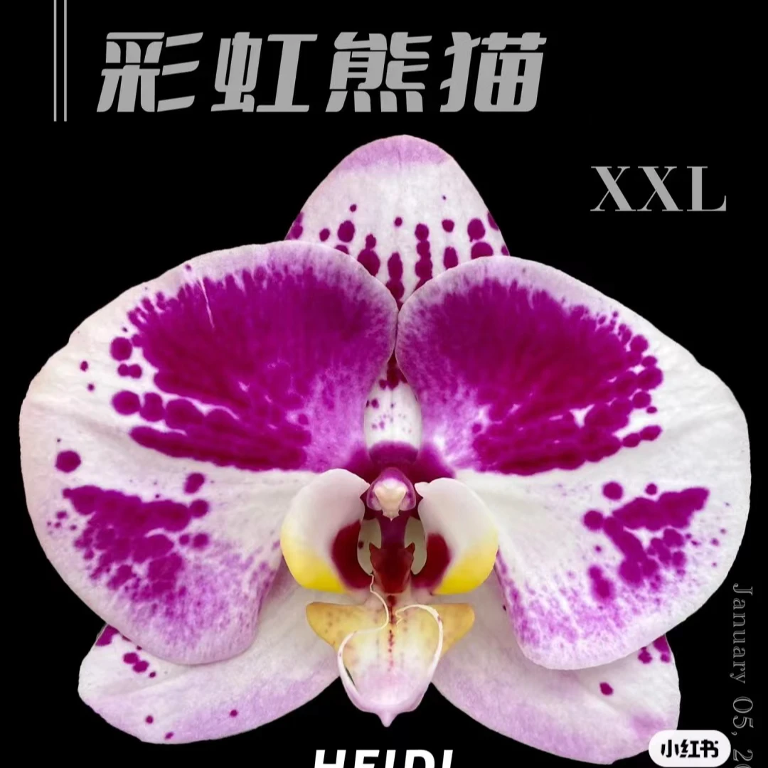 处理破损/带花剑《彩虹熊猫/蝶中之王》3.5寸加高杯蝴蝶兰