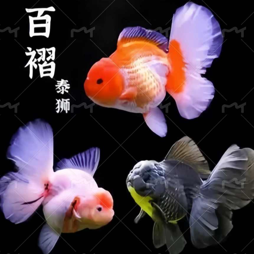 泰狮观赏鱼金鱼冷水鱼 直播间专拍  勿乱拍活体  冷水鱼必须打氧