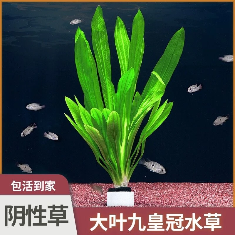 大叶九冠阴性水草无需底沙