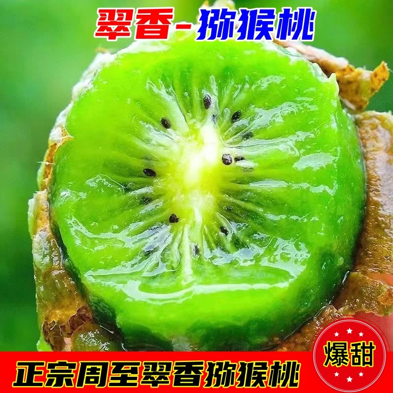 【只发新疆】正宗陕西周至优选营养翠香猕猴桃（顺丰包邮）