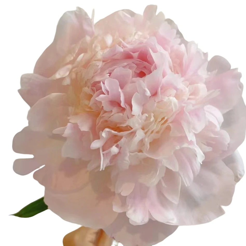 【牡丹花匠】羞涩女王芍药花苗4-5芽