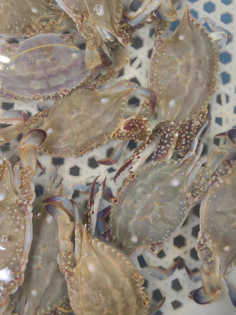 鲜活梭子蟹（1两-3两左右/只）  充氧气打包  保鲜不保活