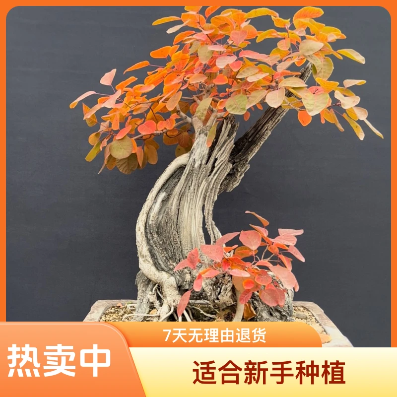 黄栌，榆树各种杂木盆景素材