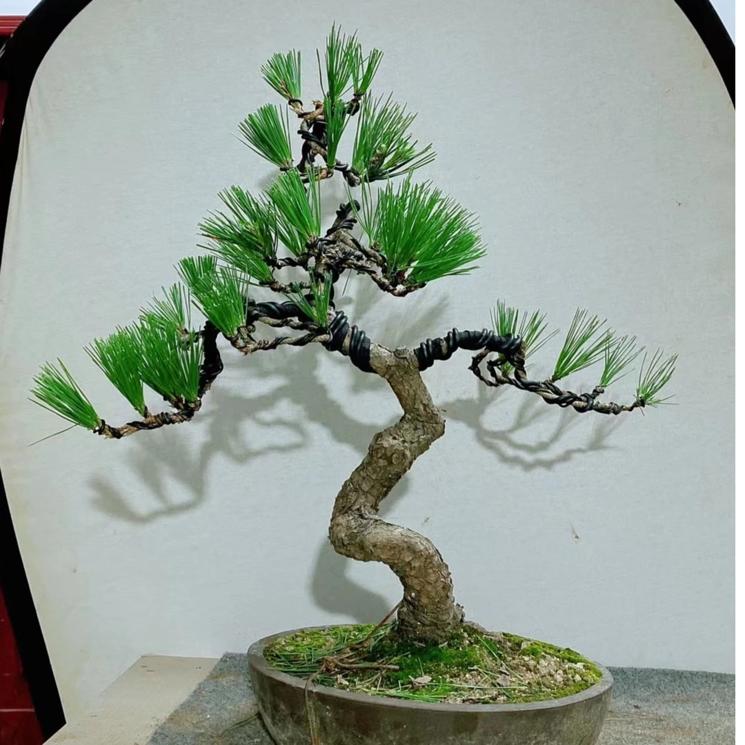黑松等下单盆景一物一拍