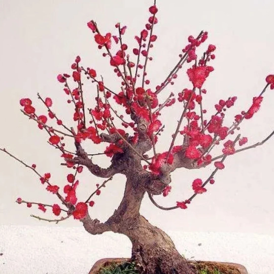 原生品种梅花（直播间一物一拍专用链接慎拍）