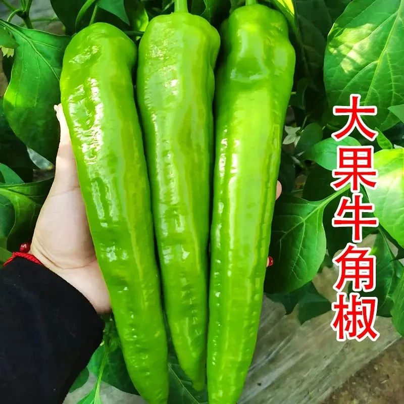 【山东寿光速发】特大牛角椒种子苗秧辣椒种籽青椒籽种特辣四季香辣