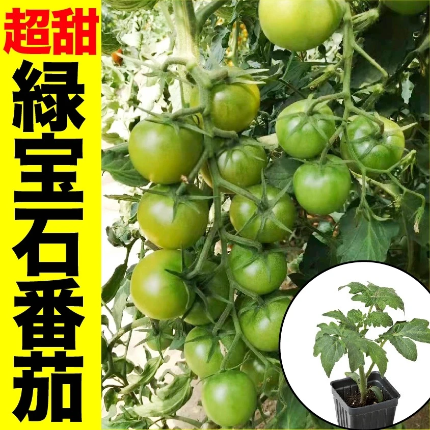 【山东寿光速发】超甜绿宝石小樱桃番茄苗秧贼不偷西红柿种子圣女果